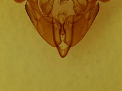 genitalia view of adult Trichordestra rugosa