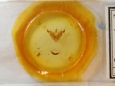 slide view of adult Trichordestra rugosa