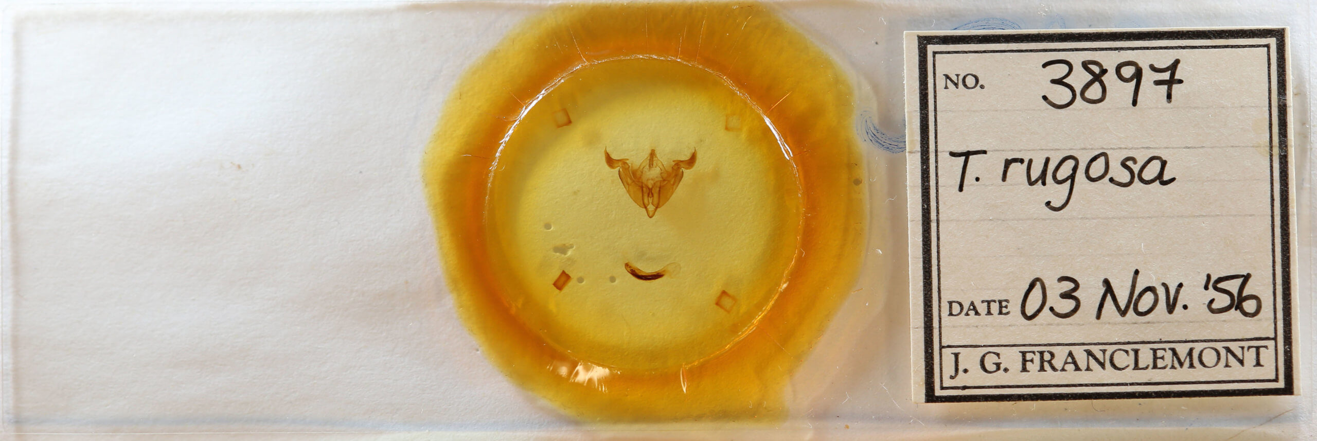 slide view of adult Trichordestra rugosa