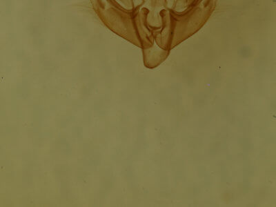 genitalia view of adult Neoligia semicana