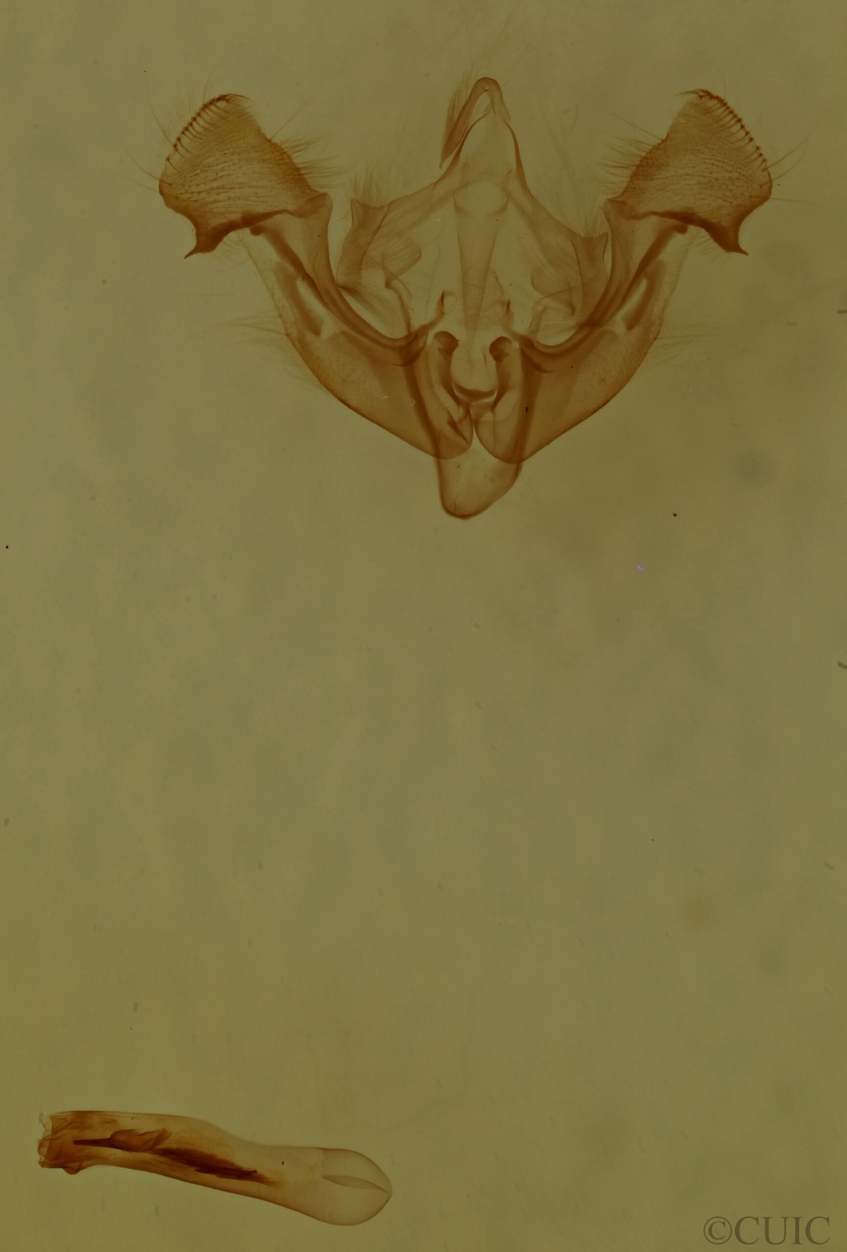 genitalia view of adult Neoligia semicana