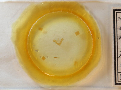 slide view of adult Neoligia semicana