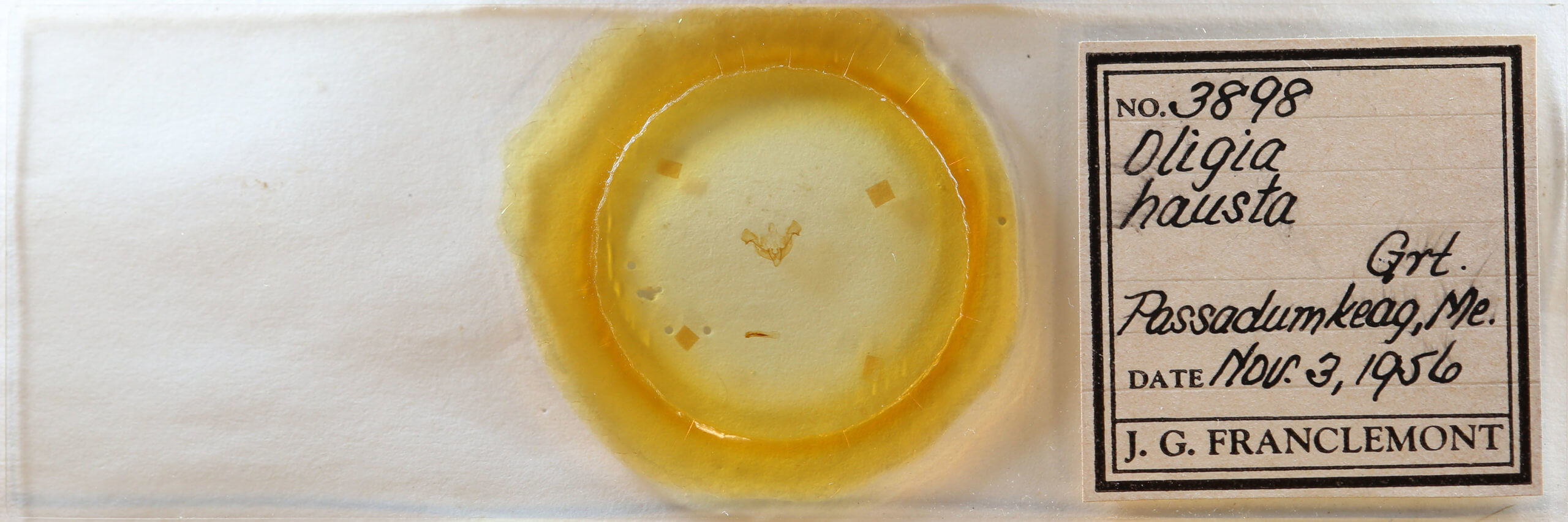 slide view of adult Neoligia semicana