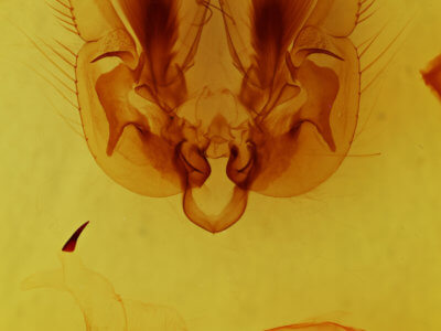 genitalia view of adult Leucania multilinea