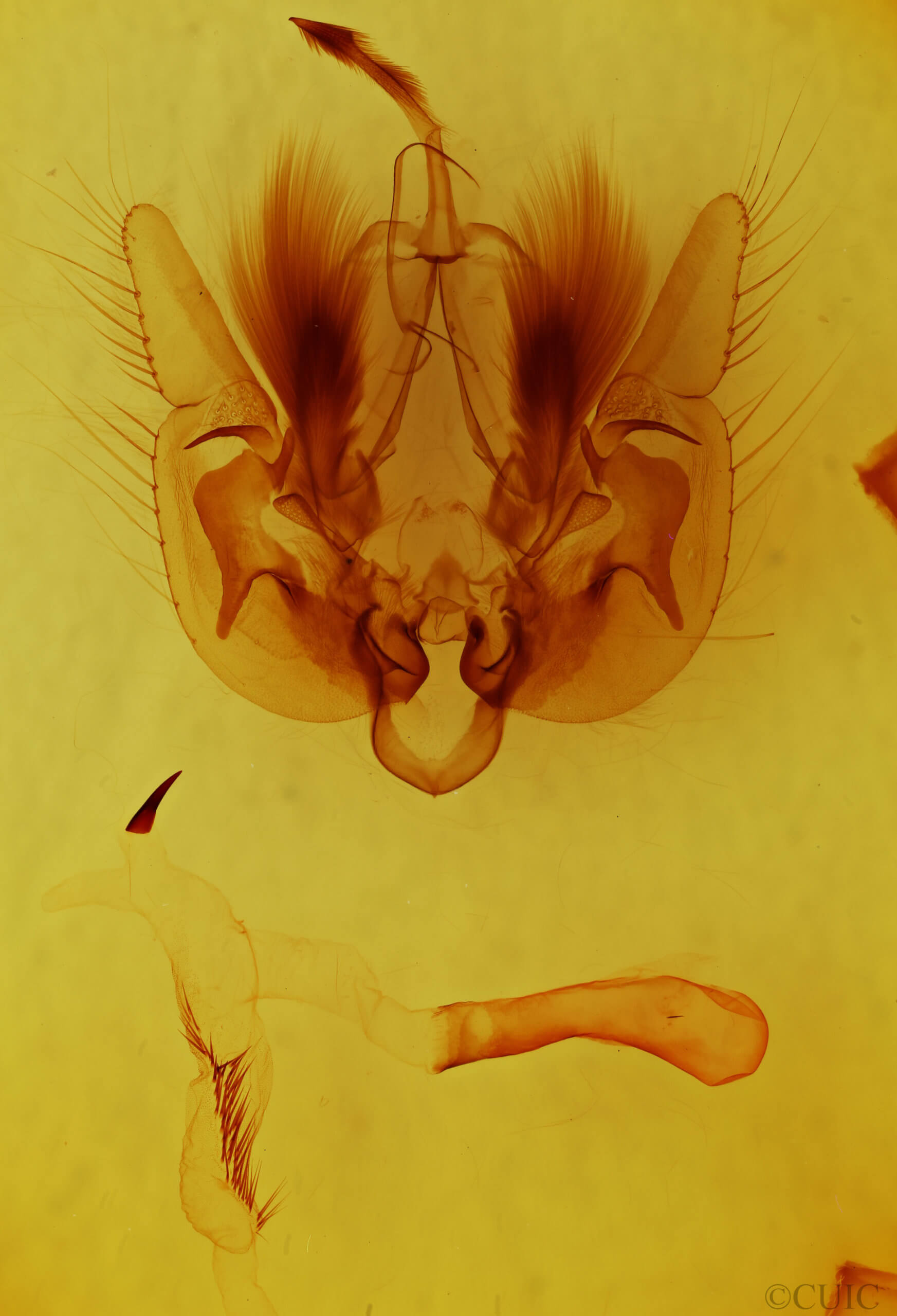 genitalia view of adult Leucania multilinea