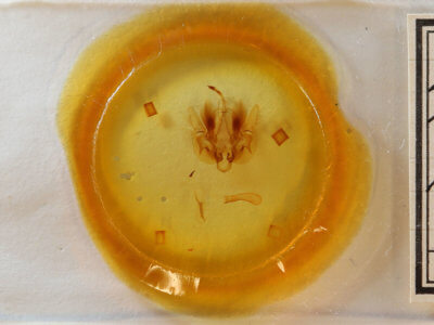 slide view of adult Leucania multilinea