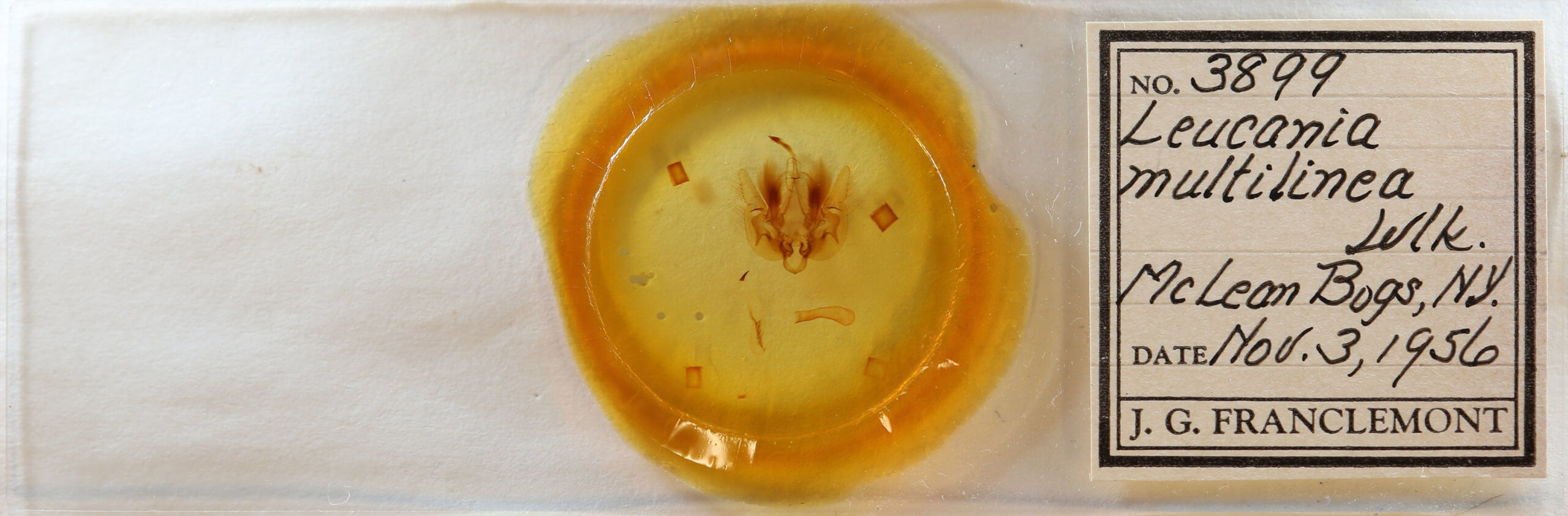 slide view of adult Leucania multilinea