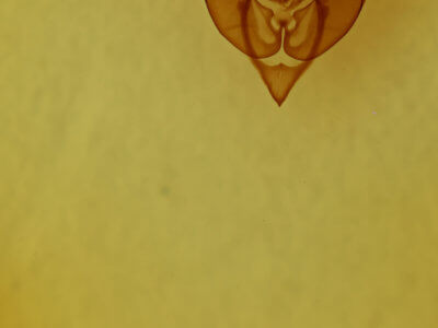 genitalia view of adult Homorthodes furfurata