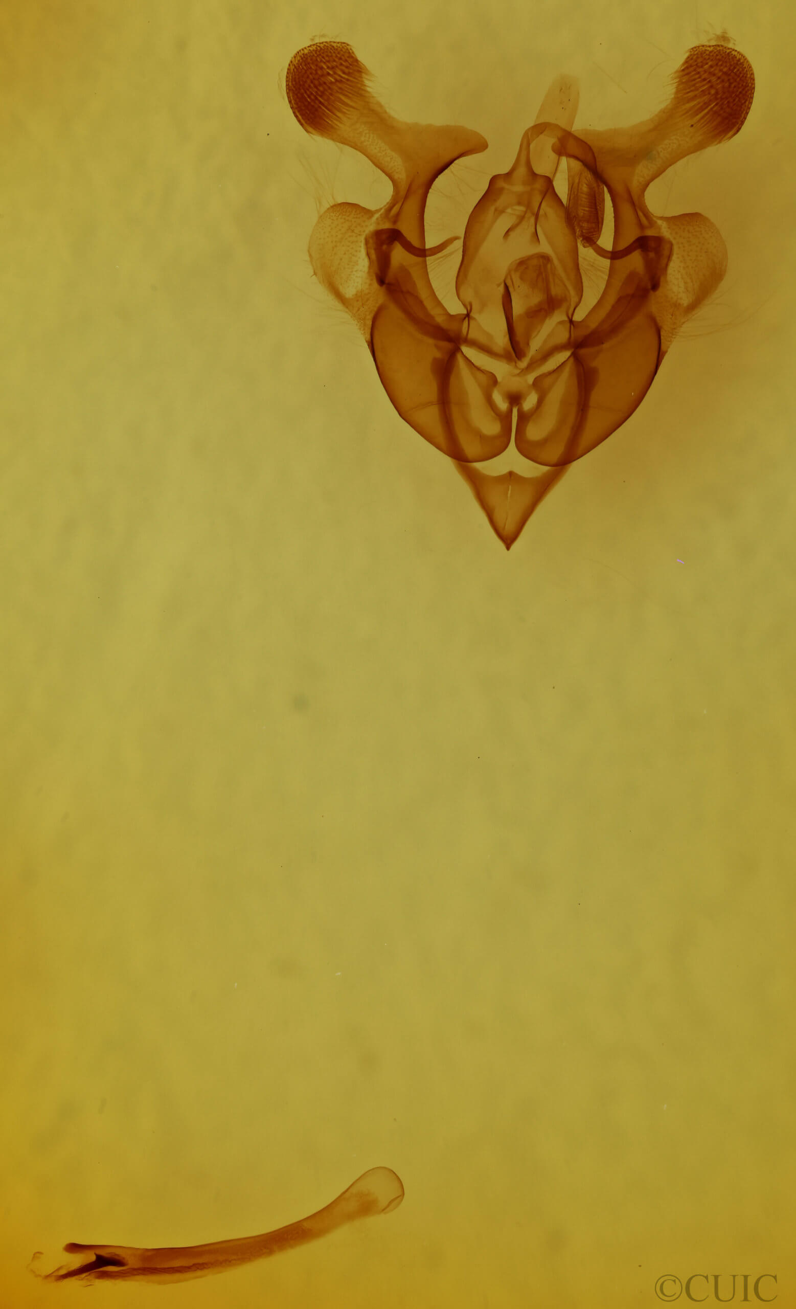 genitalia view of adult Homorthodes furfurata