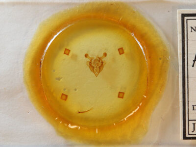 slide view of adult Homorthodes furfurata