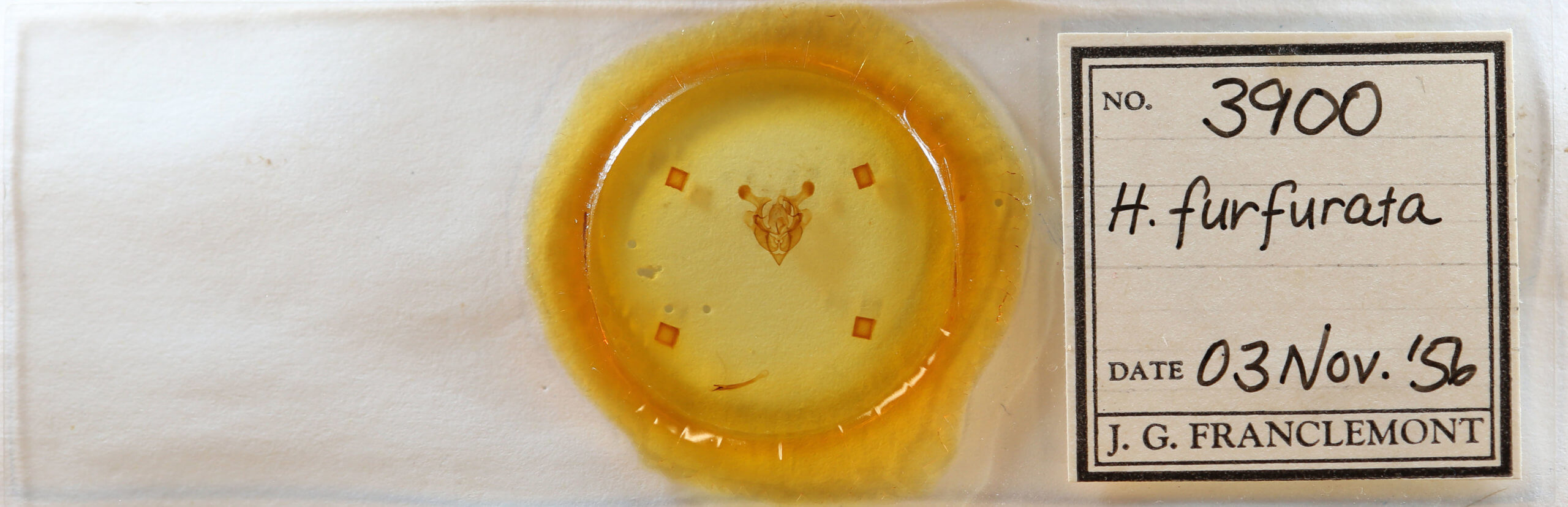 slide view of adult Homorthodes furfurata