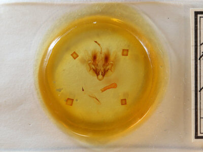 slide view of adult Leucania multilinea