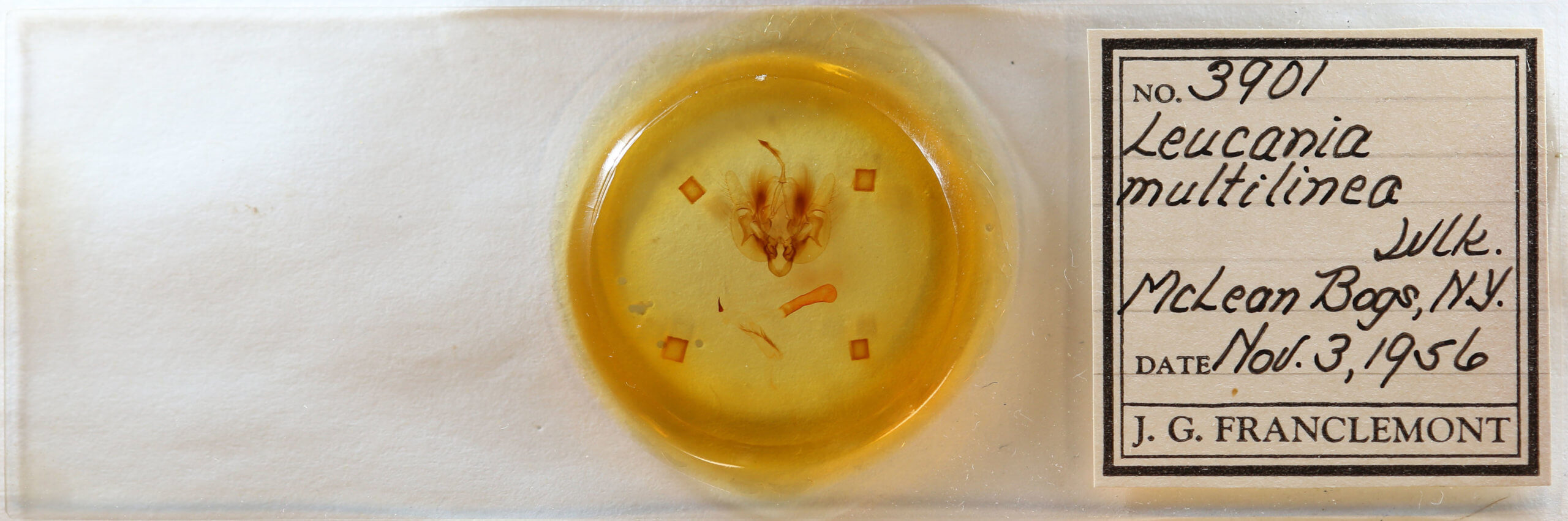 slide view of adult Leucania multilinea