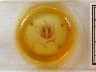 slide view of adult Leucania multilinea