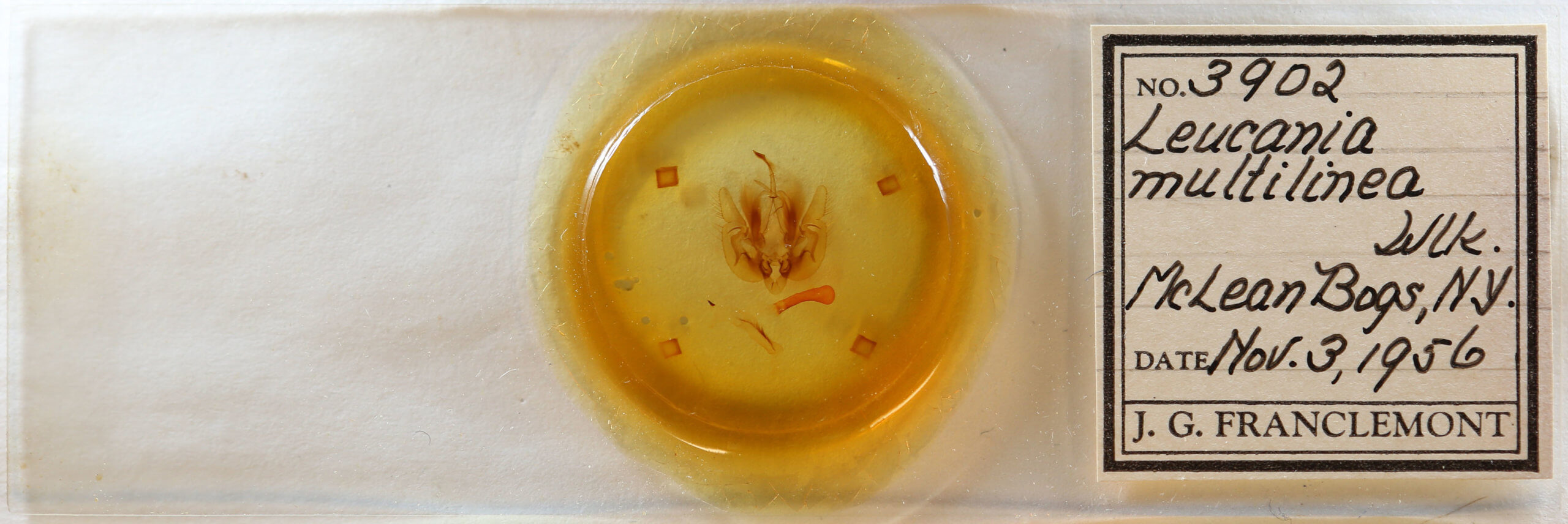 slide view of adult Leucania multilinea