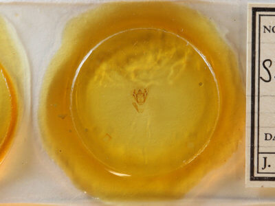 slide view of adult Cymatophora approximaria