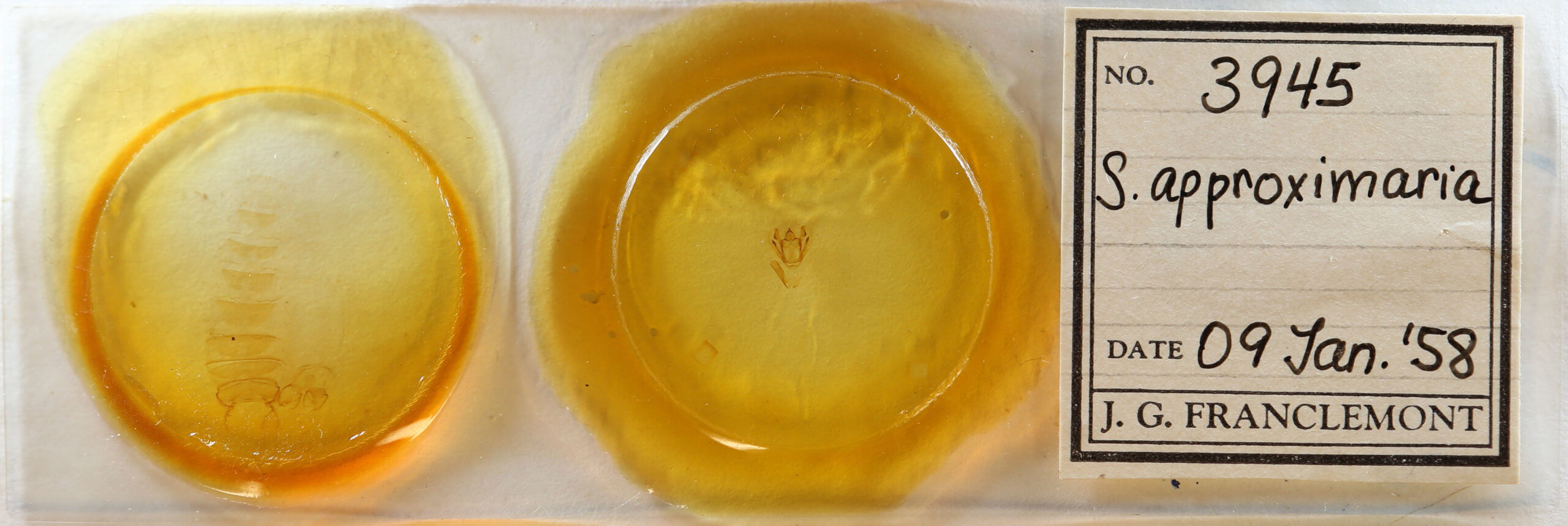 slide view of adult Cymatophora approximaria