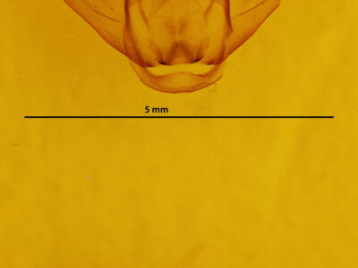 genitalia view of adult Lytrosis permagnaria