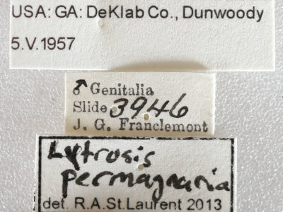 label view of adult Lytrosis permagnaria