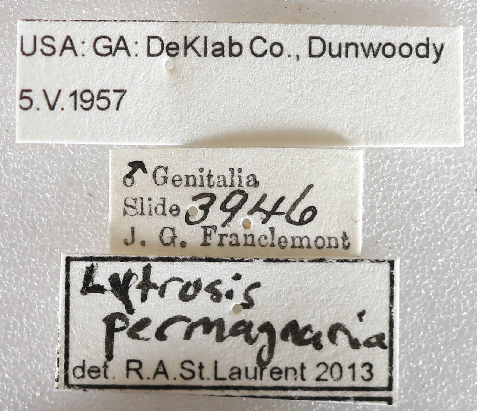 label view of adult Lytrosis permagnaria