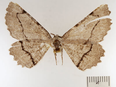 dorsal view of adult Lytrosis permagnaria