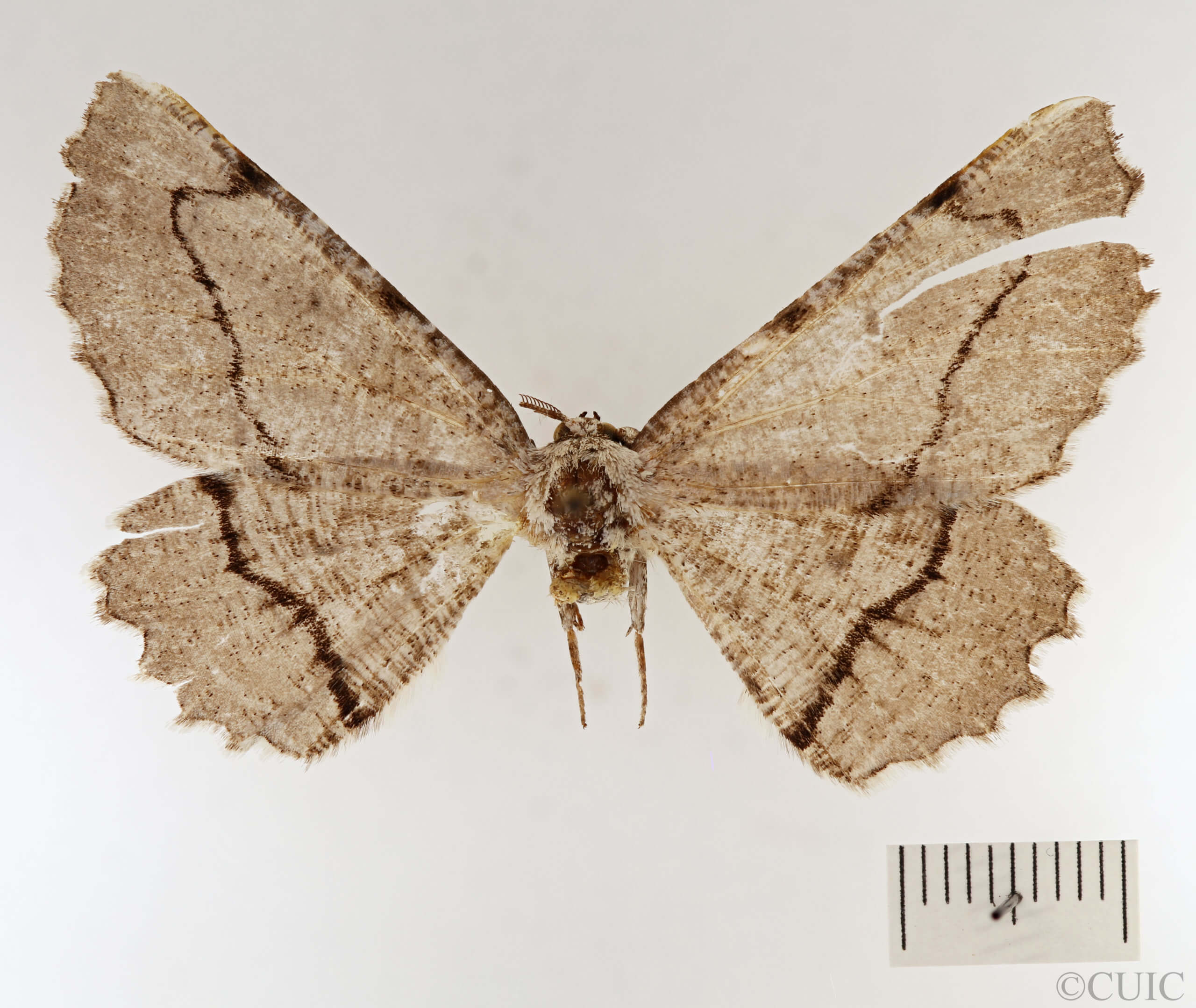 dorsal view of adult Lytrosis permagnaria
