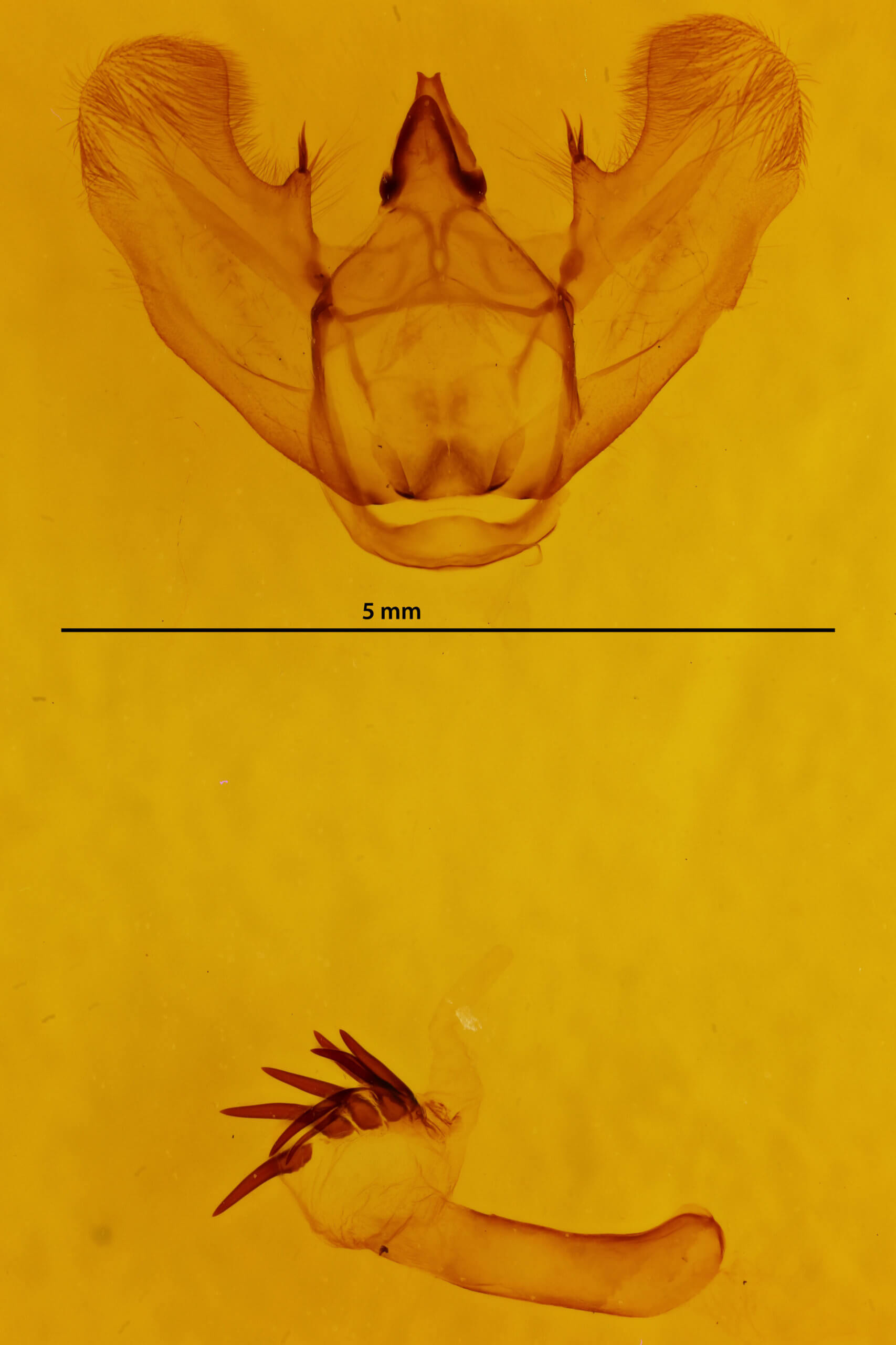 genitalia view of adult Lytrosis permagnaria