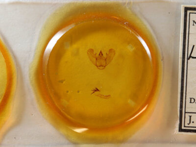 slide view of adult Lytrosis permagnaria