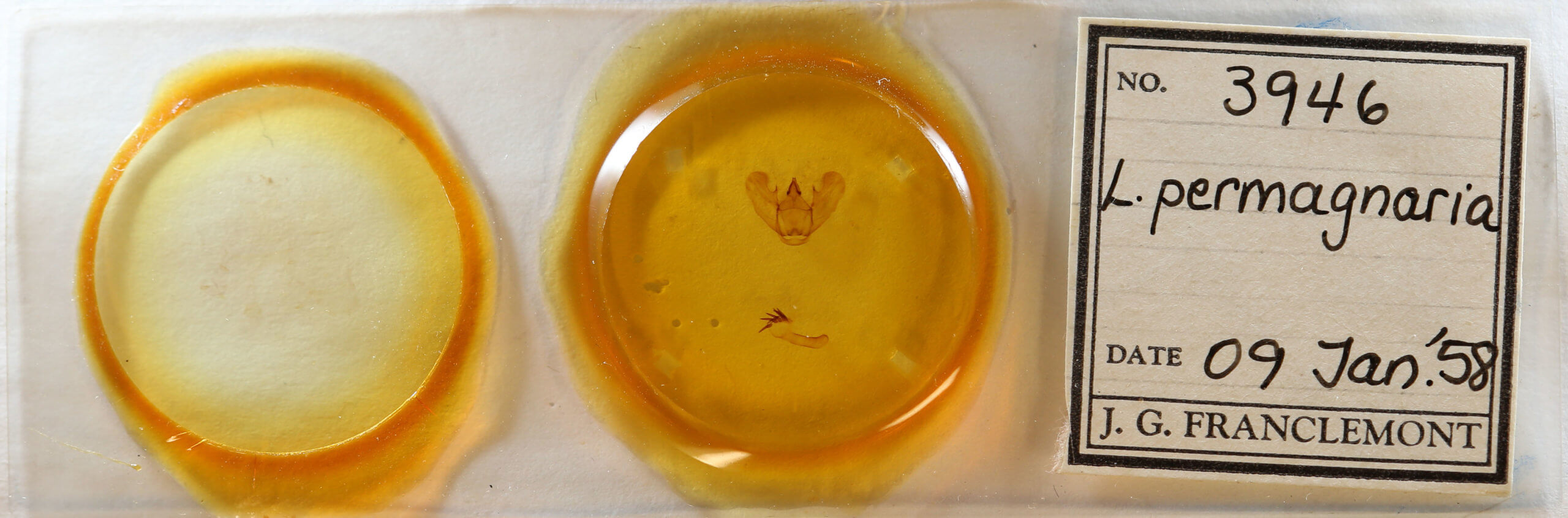 slide view of adult Lytrosis permagnaria