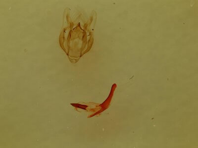 genitalia view of adult Vinemina opacaria