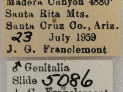 label view of adult Vinemina opacaria