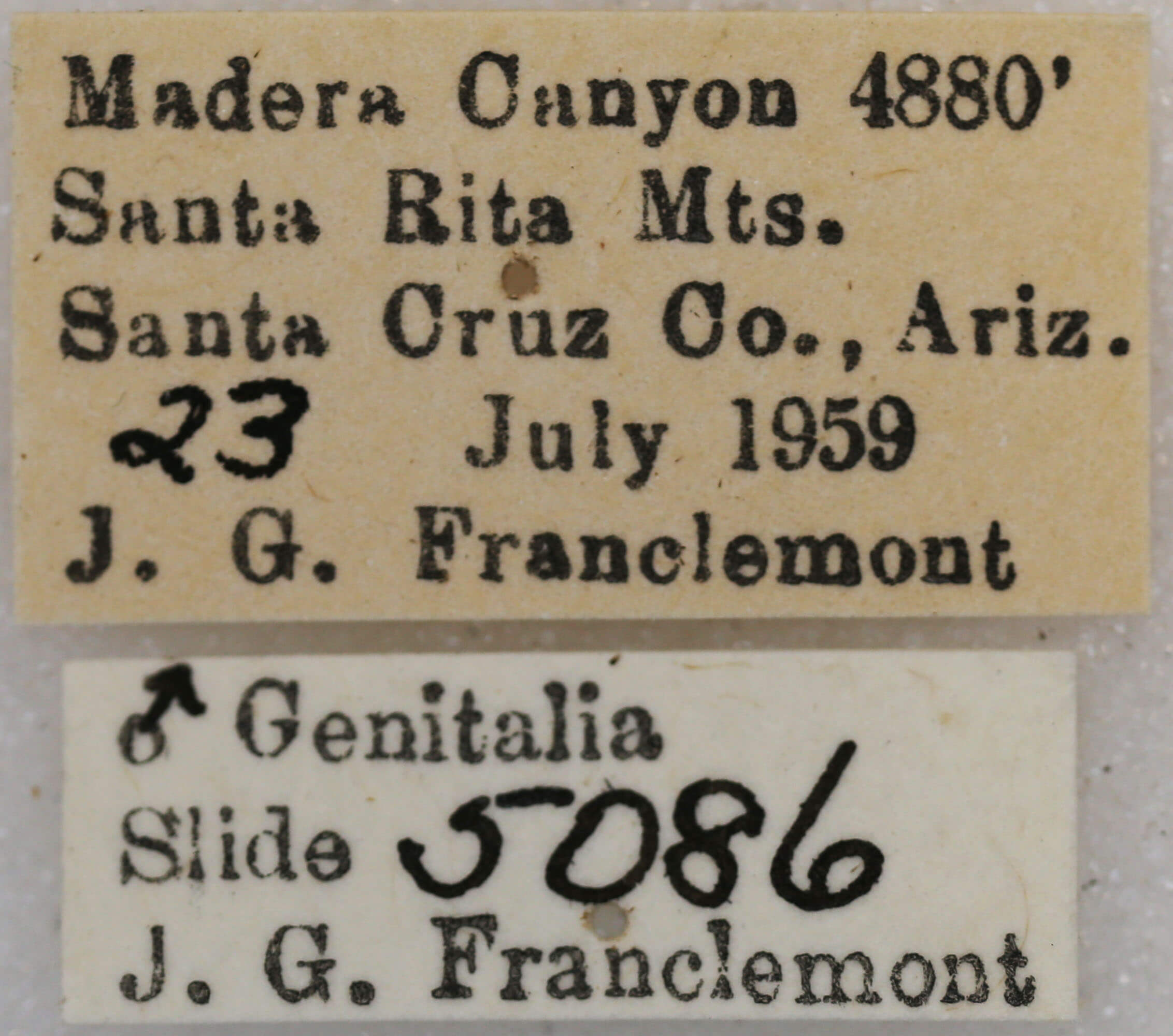 label view of adult Vinemina opacaria