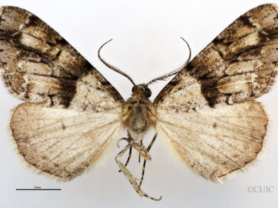 dorsal view of adult Vinemina opacaria