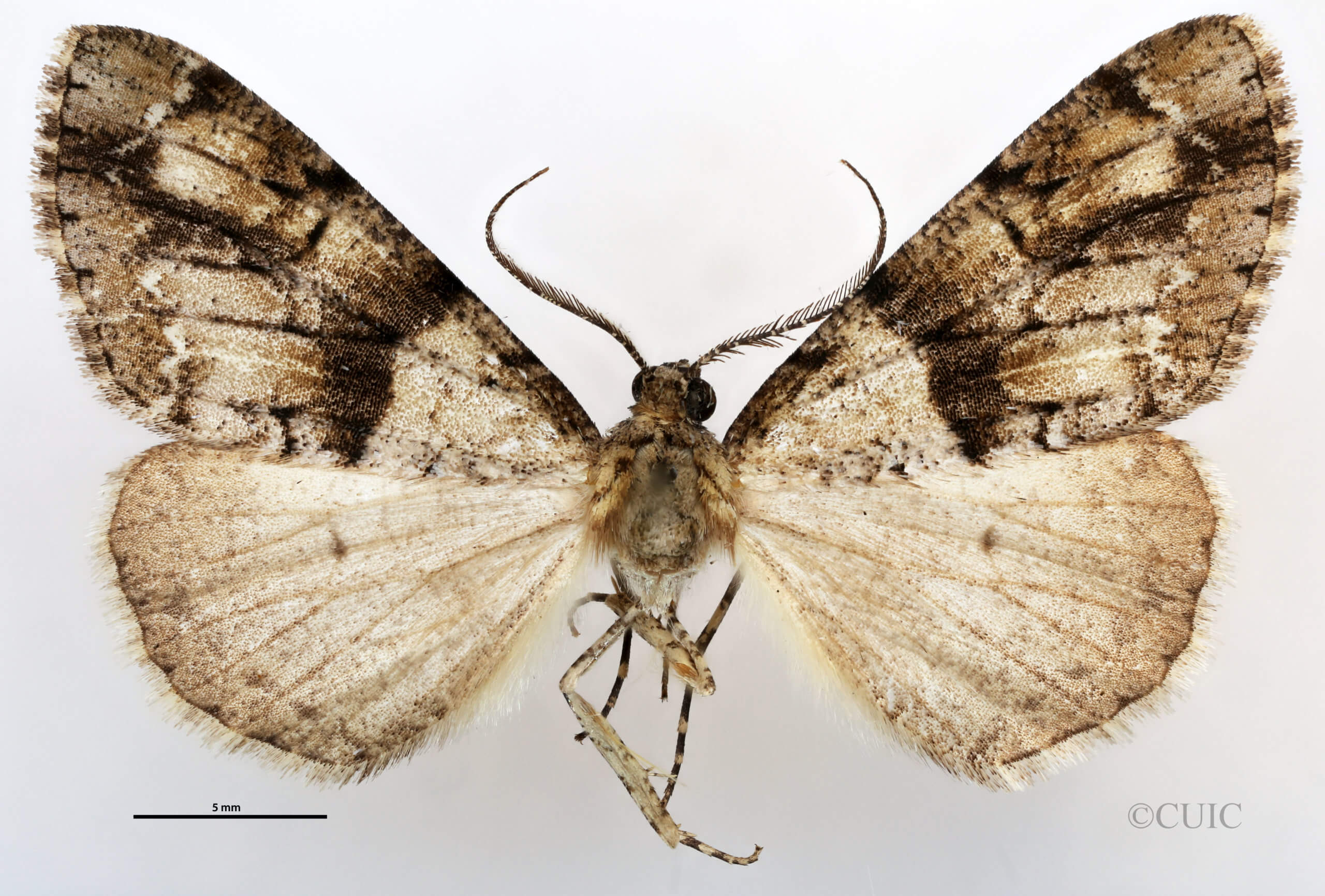 dorsal view of adult Vinemina opacaria