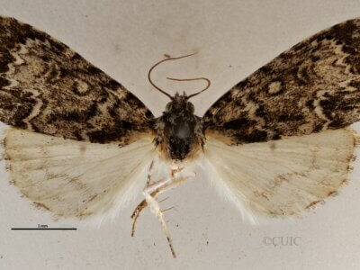 dorsal view of adult Acronicta  fragilis 