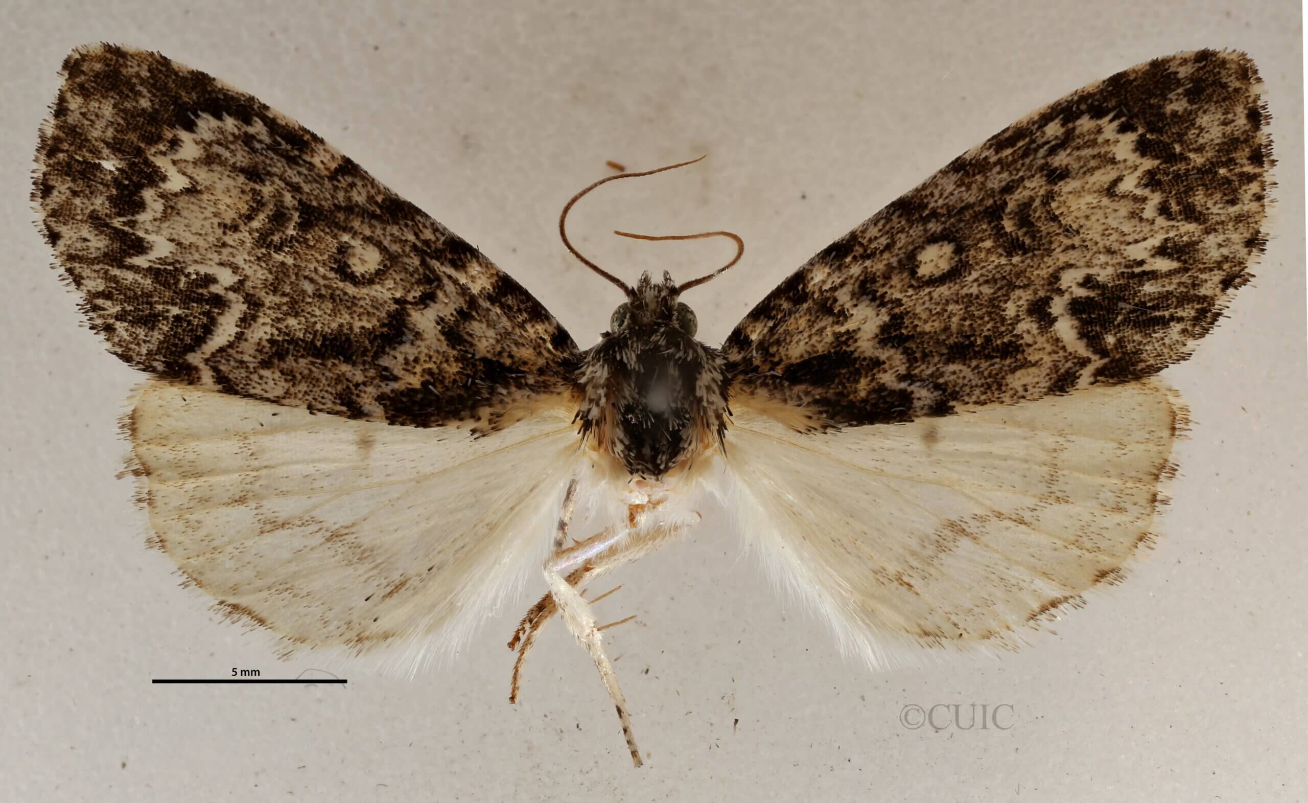 dorsal view of adult Acronicta  fragilis 