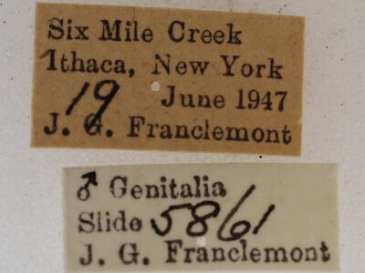 label view of adult Acronicta  fragilis 