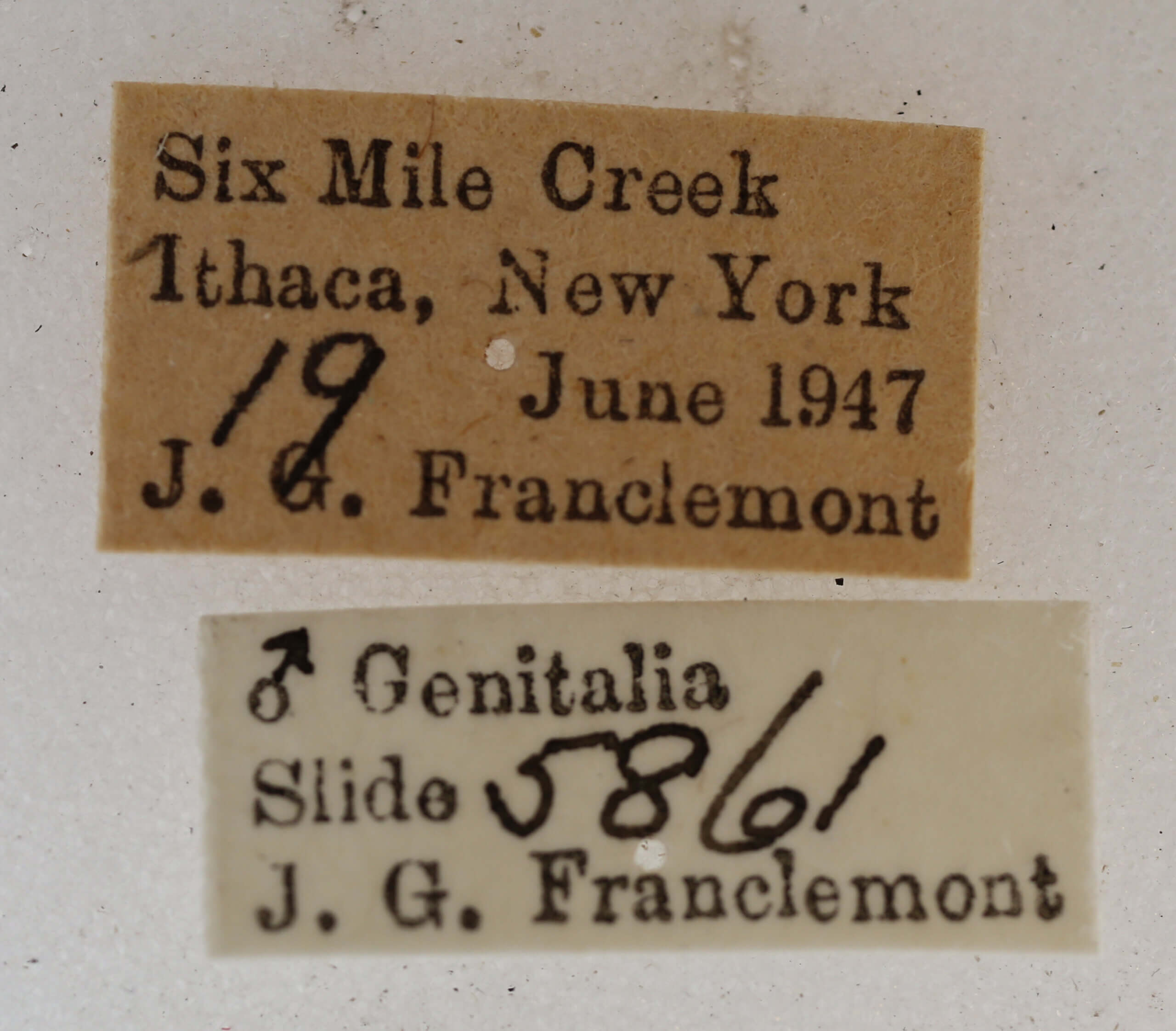 label view of adult Acronicta  fragilis 