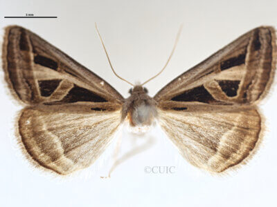 dorsal view of adult Callistege triangula