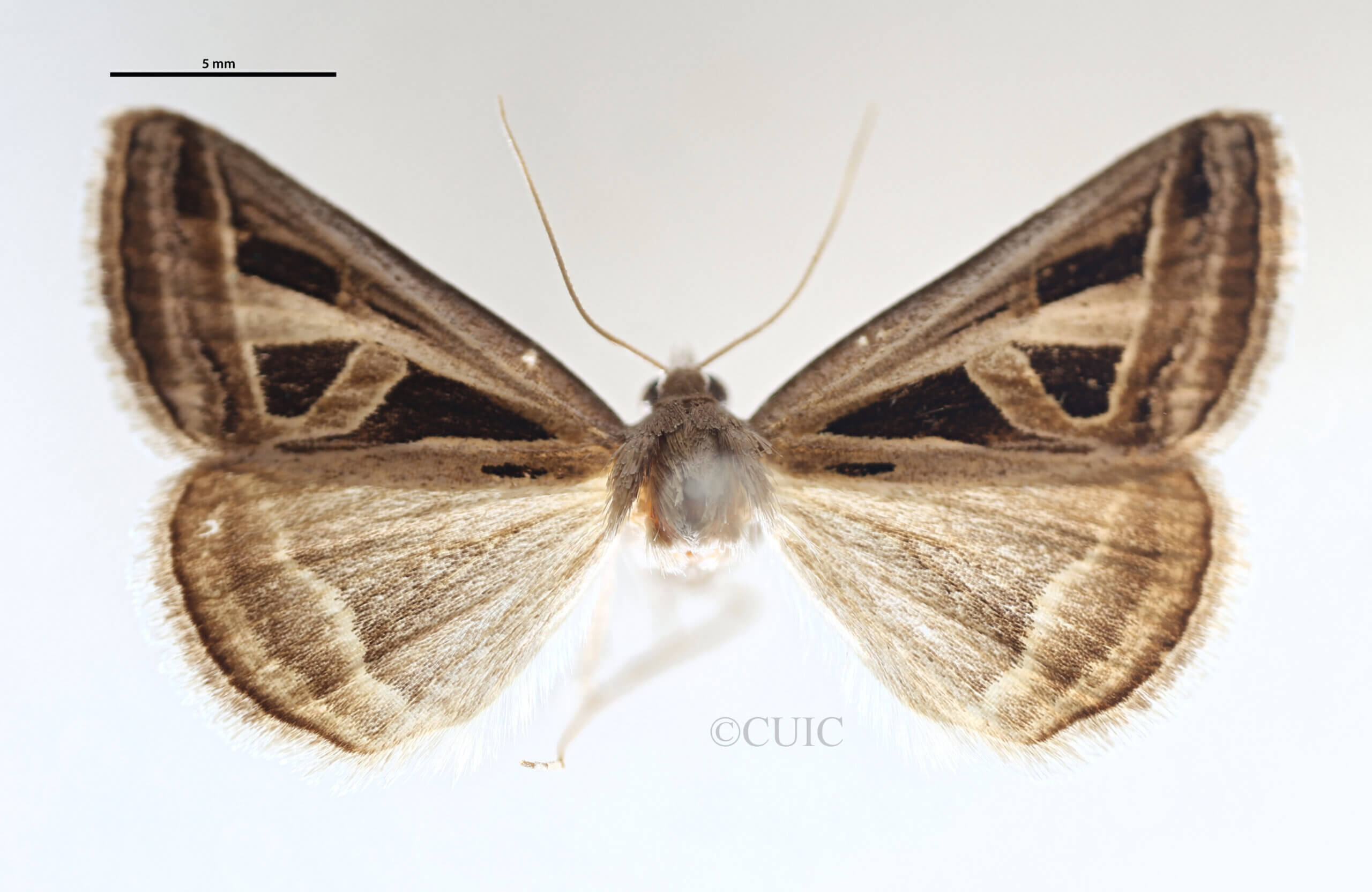 dorsal view of adult Callistege triangula