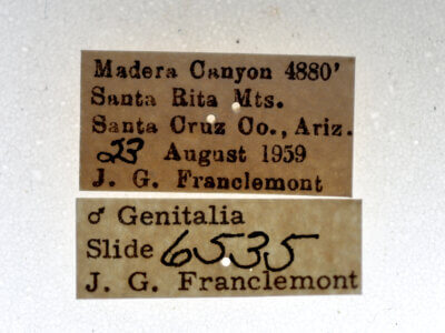 label view of adult Callistege triangula