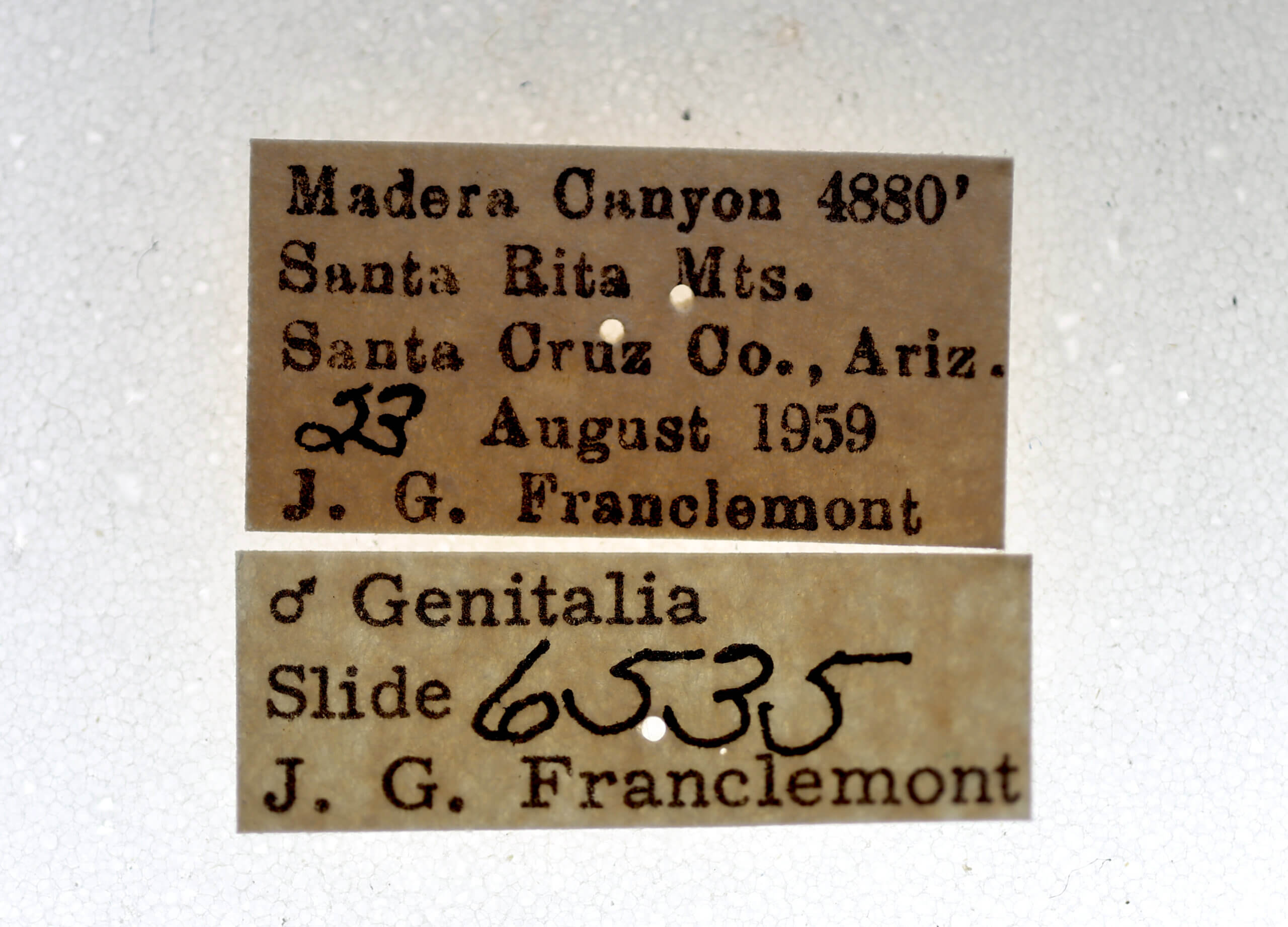 label view of adult Callistege triangula