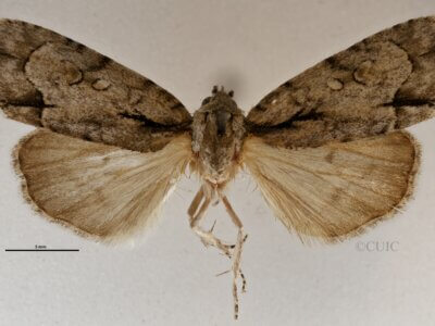 dorsal view of adult Acronicta paupercula