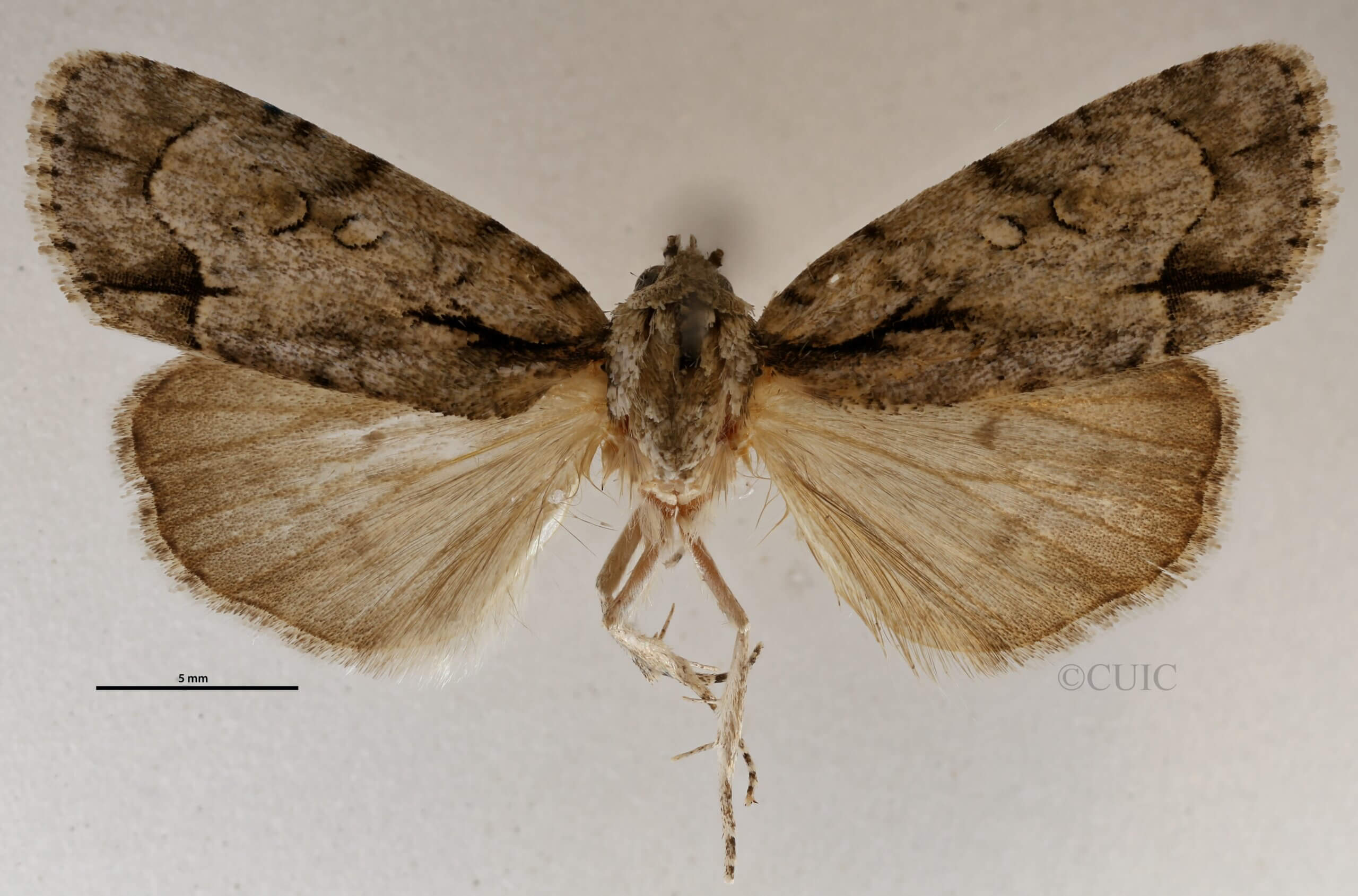 dorsal view of adult Acronicta paupercula