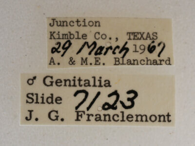 label view of adult Acronicta paupercula