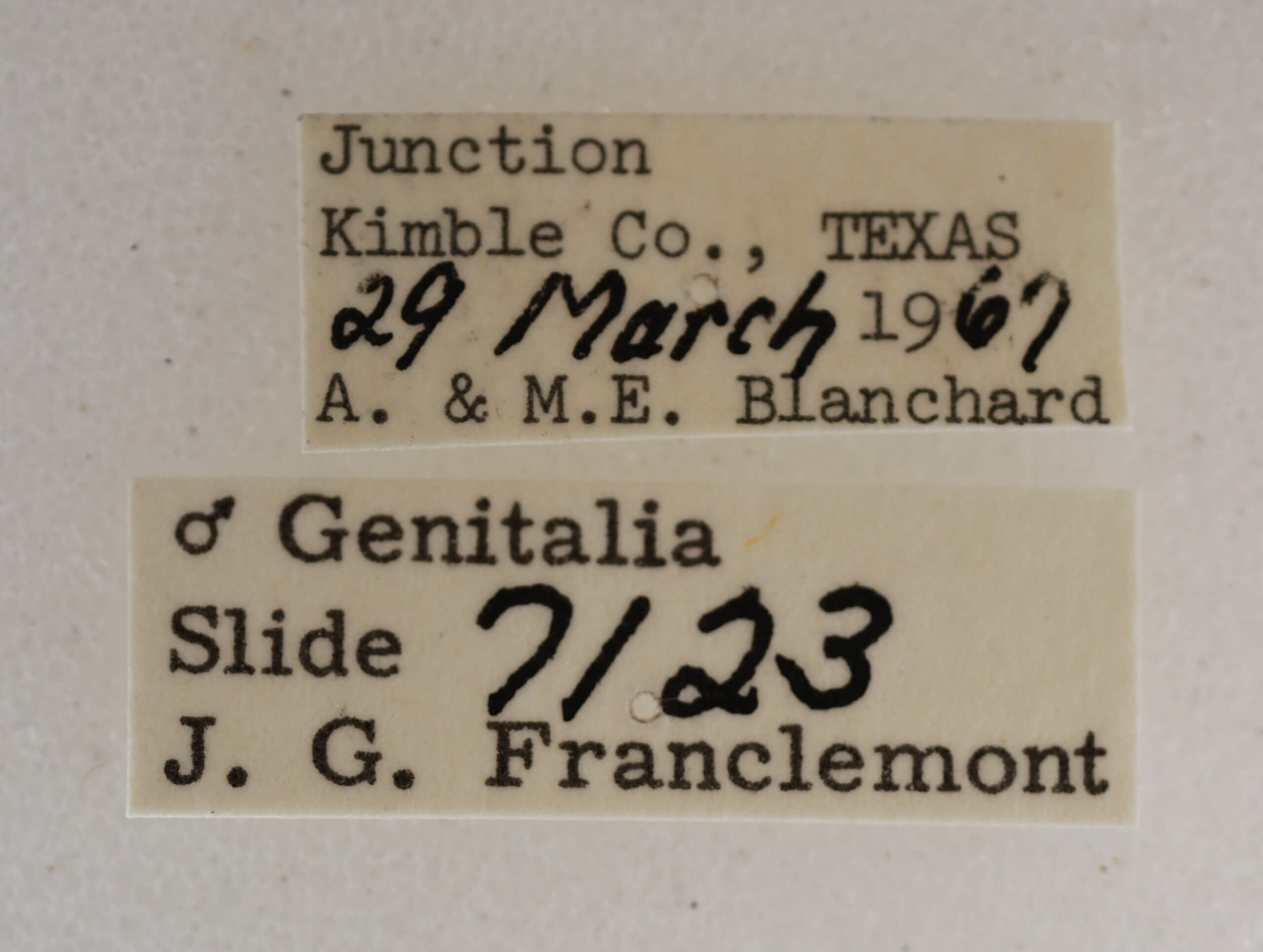 label view of adult Acronicta paupercula