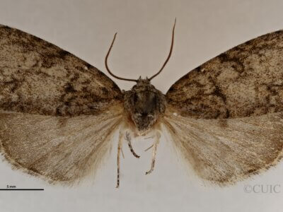 dorsal view of adult Acronicta retardata