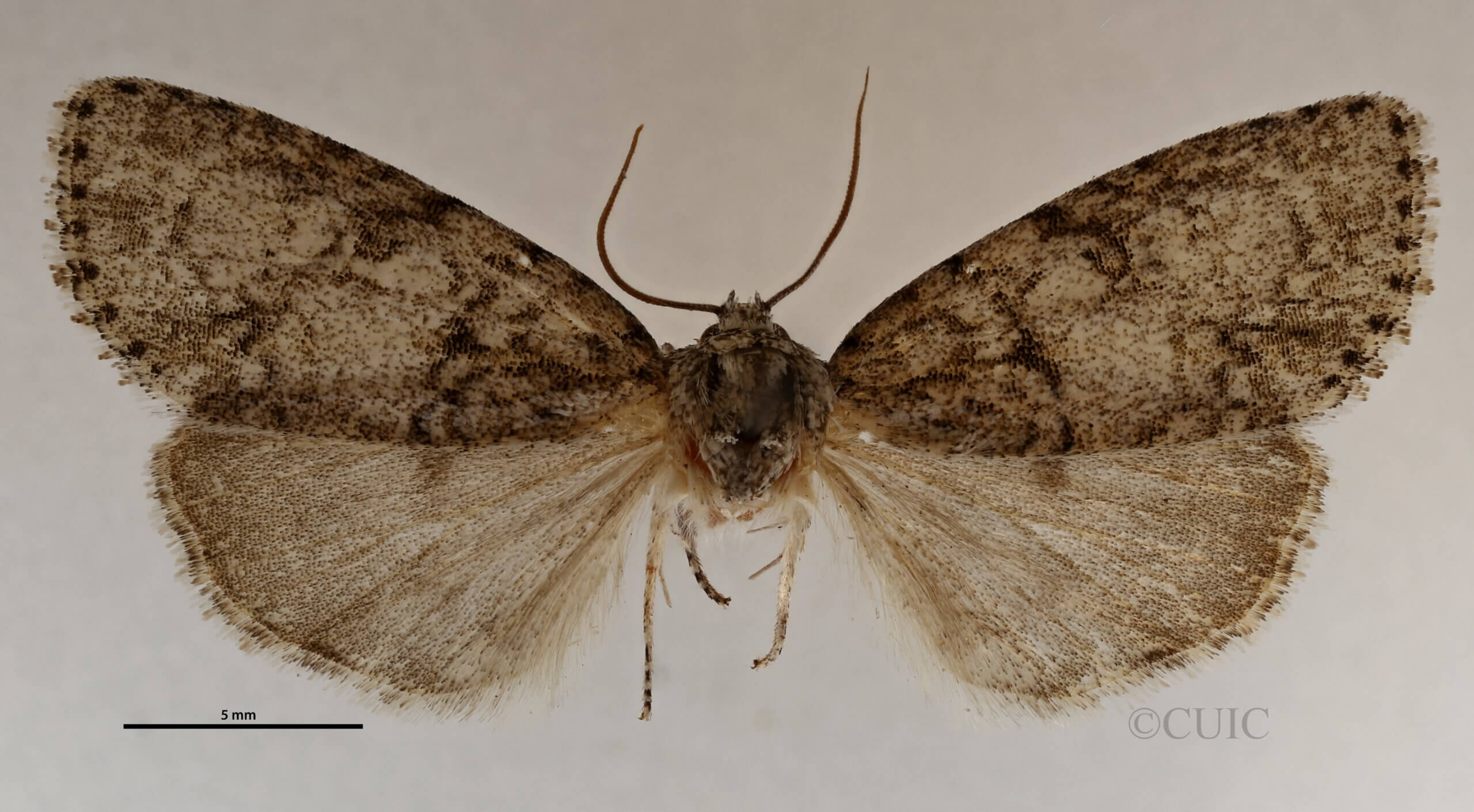 dorsal view of adult Acronicta retardata