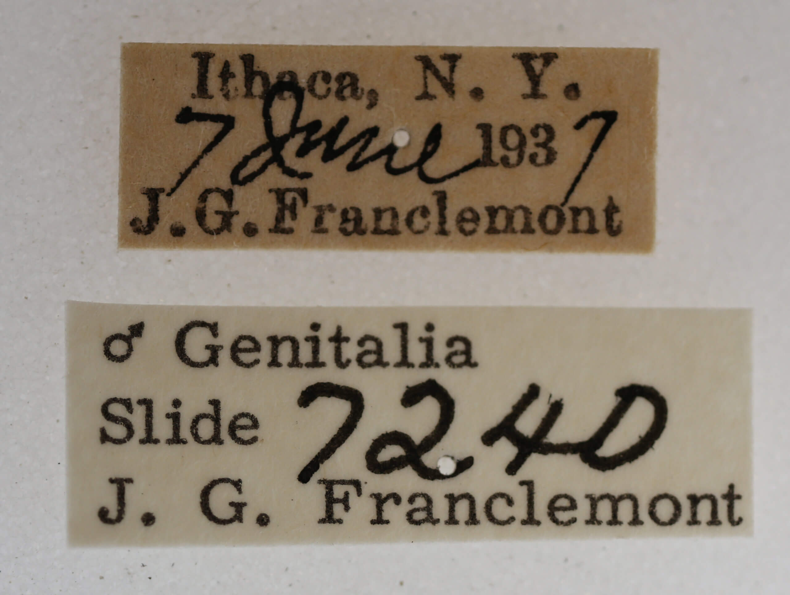 label view of adult Acronicta retardata