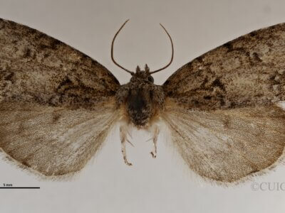 dorsal view of adult Acronicta retardata